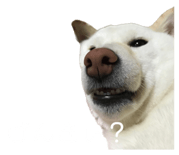 597819644