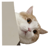 597850614