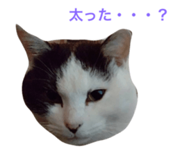 598233816