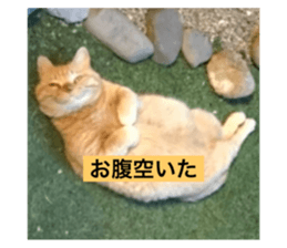 598802329