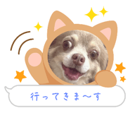 599492833