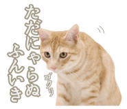 600087126