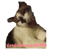600801853