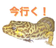 601986086