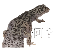 601986098