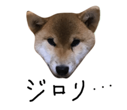 60202409