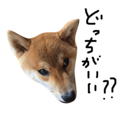 60202419