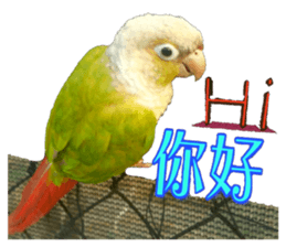 60253330