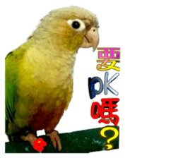 60253342