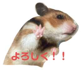 602563528