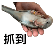 602680799