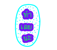 60268630