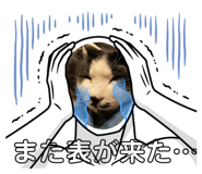 602741776