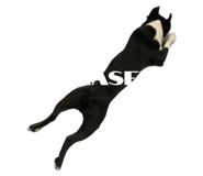 602754838