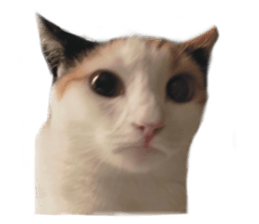 silly calico cat memes รูปที่ 1