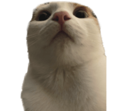 silly calico cat memes รูปที่ 2
