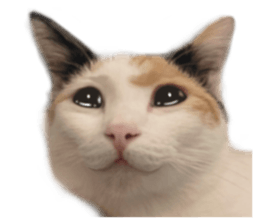 silly calico cat memes รูปที่ 3