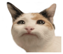 silly calico cat memes รูปที่ 4