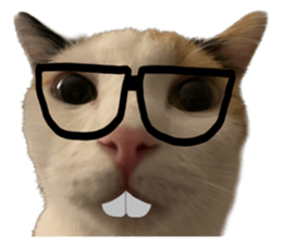 silly calico cat memes รูปที่ 5