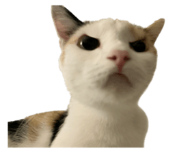 silly calico cat memes รูปที่ 6