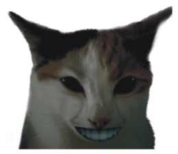 silly calico cat memes รูปที่ 7