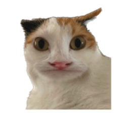 silly calico cat memes รูปที่ 8