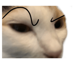 silly calico cat memes รูปที่ 9