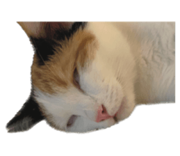 silly calico cat memes รูปที่ 10