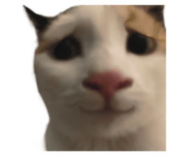 silly calico cat memes รูปที่ 11