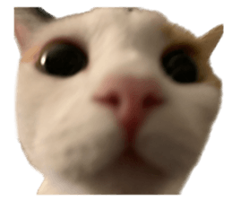 silly calico cat memes รูปที่ 12