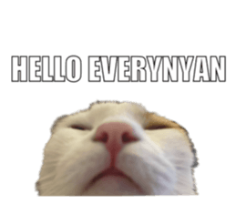 silly calico cat memes รูปที่ 13