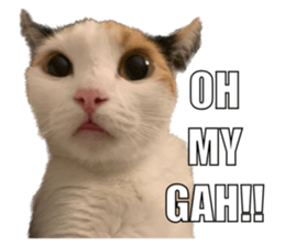 silly calico cat memes รูปที่ 14