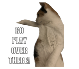 silly calico cat memes รูปที่ 15