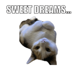 silly calico cat memes รูปที่ 16