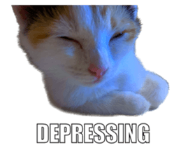 silly calico cat memes รูปที่ 17