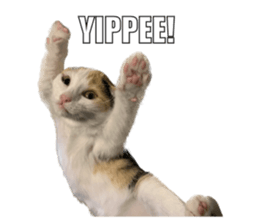 silly calico cat memes รูปที่ 18