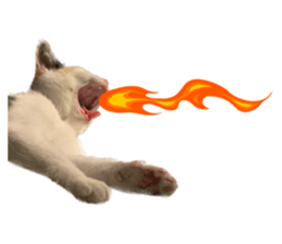 silly calico cat memes รูปที่ 19
