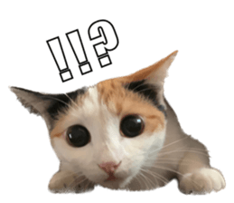 silly calico cat memes รูปที่ 20