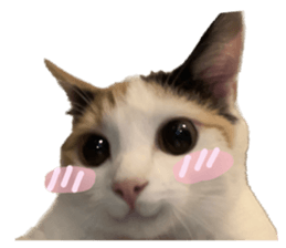 silly calico cat memes รูปที่ 22