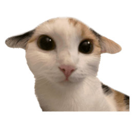 silly calico cat memes รูปที่ 23