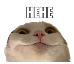 silly calico cat memes รูปที่ 24