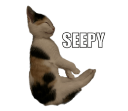 silly calico cat memes รูปที่ 25