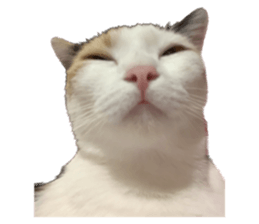 silly calico cat memes รูปที่ 26