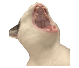 silly calico cat memes รูปที่ 27