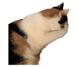 silly calico cat memes รูปที่ 28