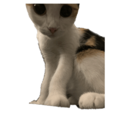silly calico cat memes รูปที่ 29