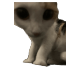 silly calico cat memes รูปที่ 30