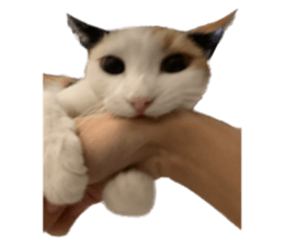 silly calico cat memes รูปที่ 31