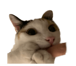 silly calico cat memes รูปที่ 32