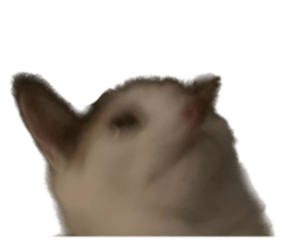 silly calico cat memes รูปที่ 34